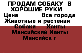 ПРОДАМ СОБАКУ  В ХОРОШИЕ РУКИ  › Цена ­ 4 000 - Все города Животные и растения » Собаки   . Ханты-Мансийский,Ханты-Мансийск г.